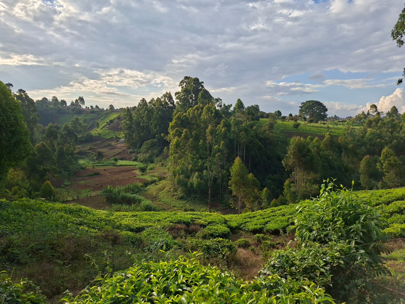 Tea fields in the Kenyan highlands
