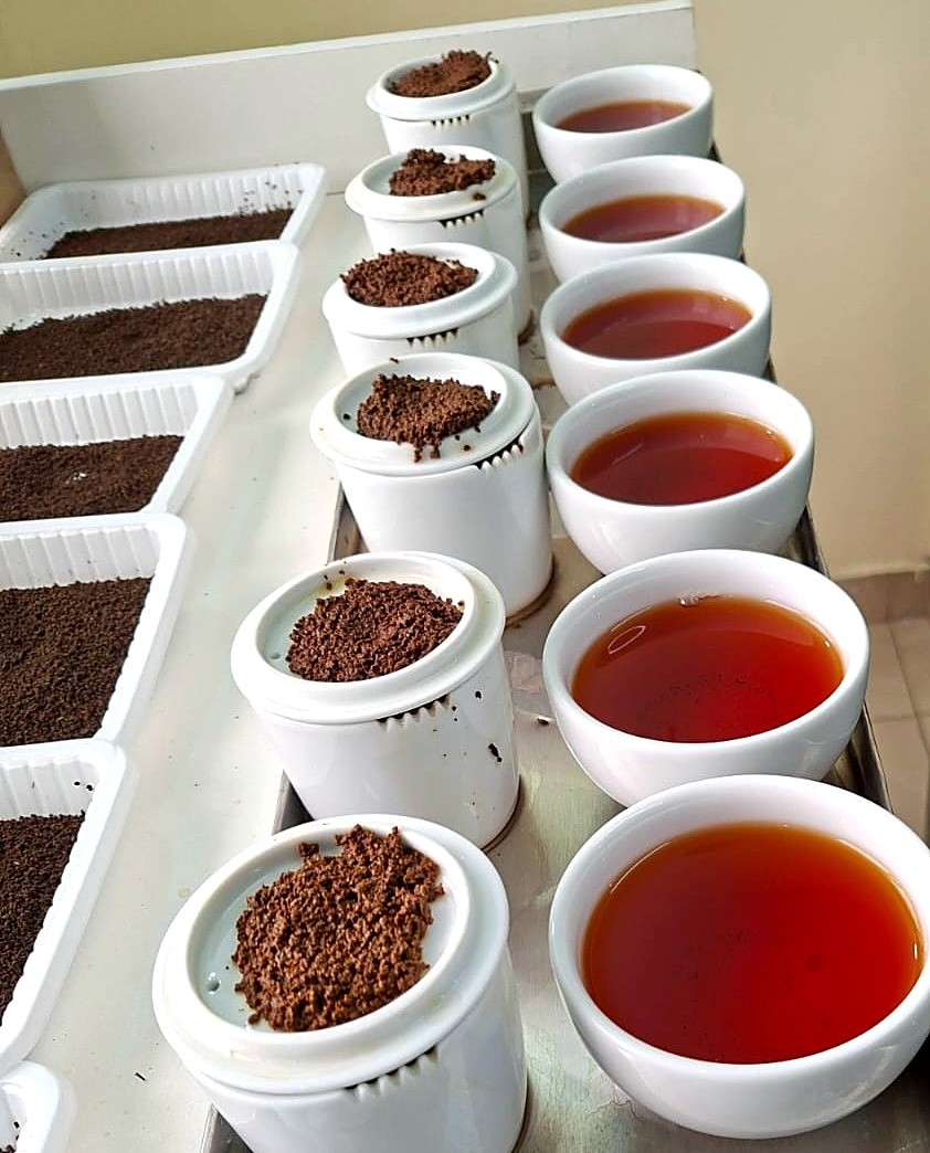 Tea tasting and grading session